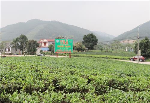 Bảo tồn và phát triển vùng chè đặc sản Tân Cương