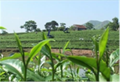 Vùng chè đặc sản Tân Cương Thái Nguyên
