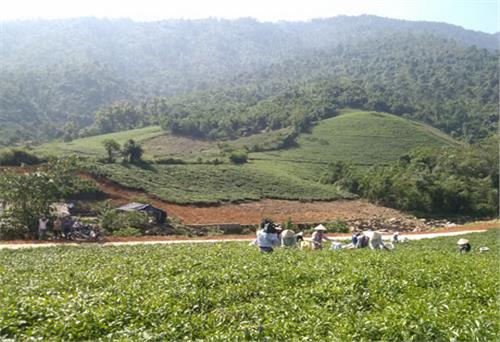 Chè La Bằng