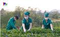 Rộn ràng vào mùa Chè Tết
